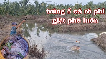 Câu cá rô,cá rô phi,trúng nước trúng ổ cá ăn liên tục quá đã | vui miền tây vlog