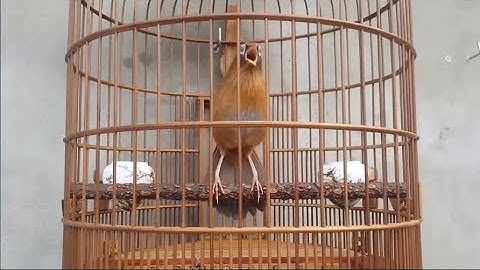 "Green Forest singer " Birds chirping and nature sounds| Bird Garrulax canorus (Chinese hwamei)