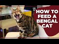 Comment nourrir un chat du bengale