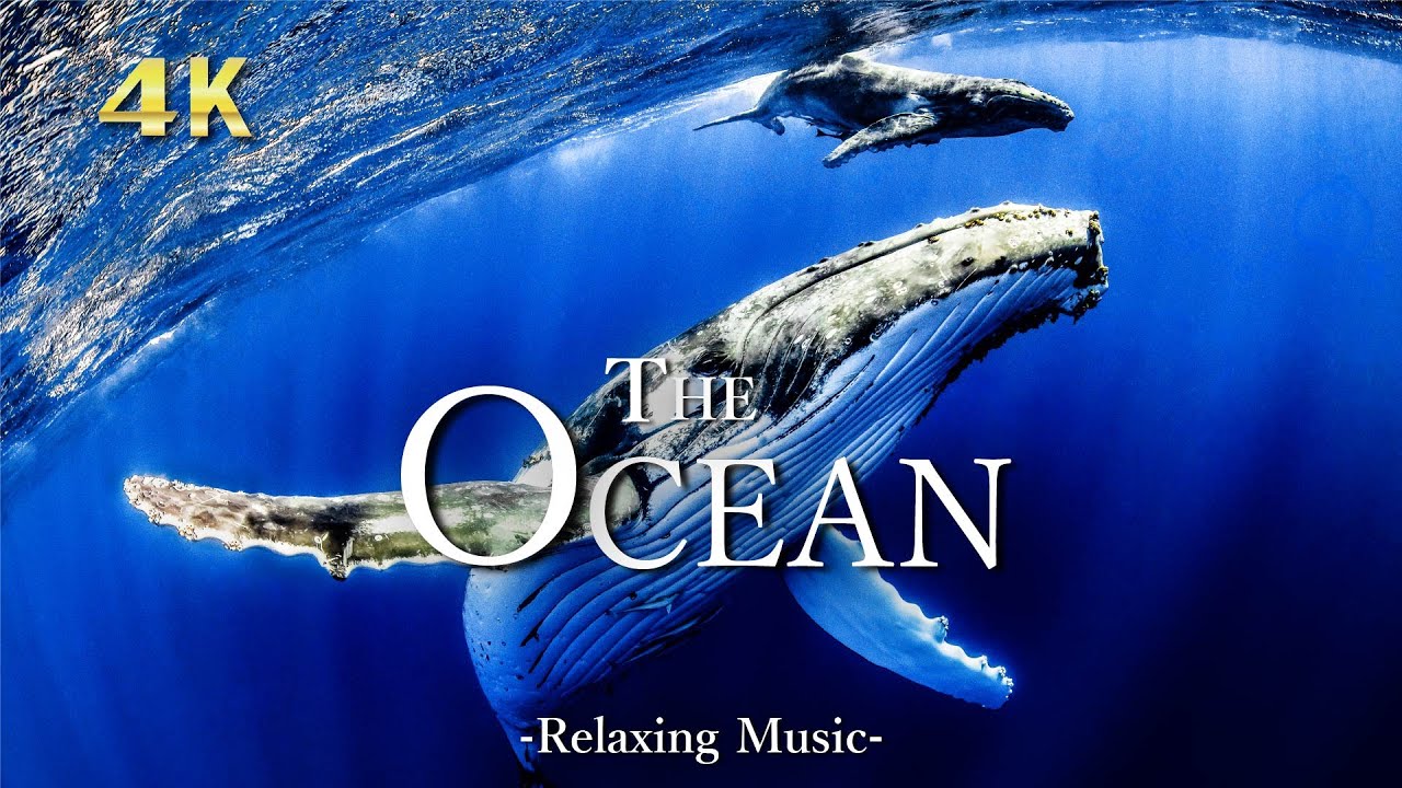 ⁣４K 海の生き物たちの絶景水族館【リラックス音楽】The Ocean