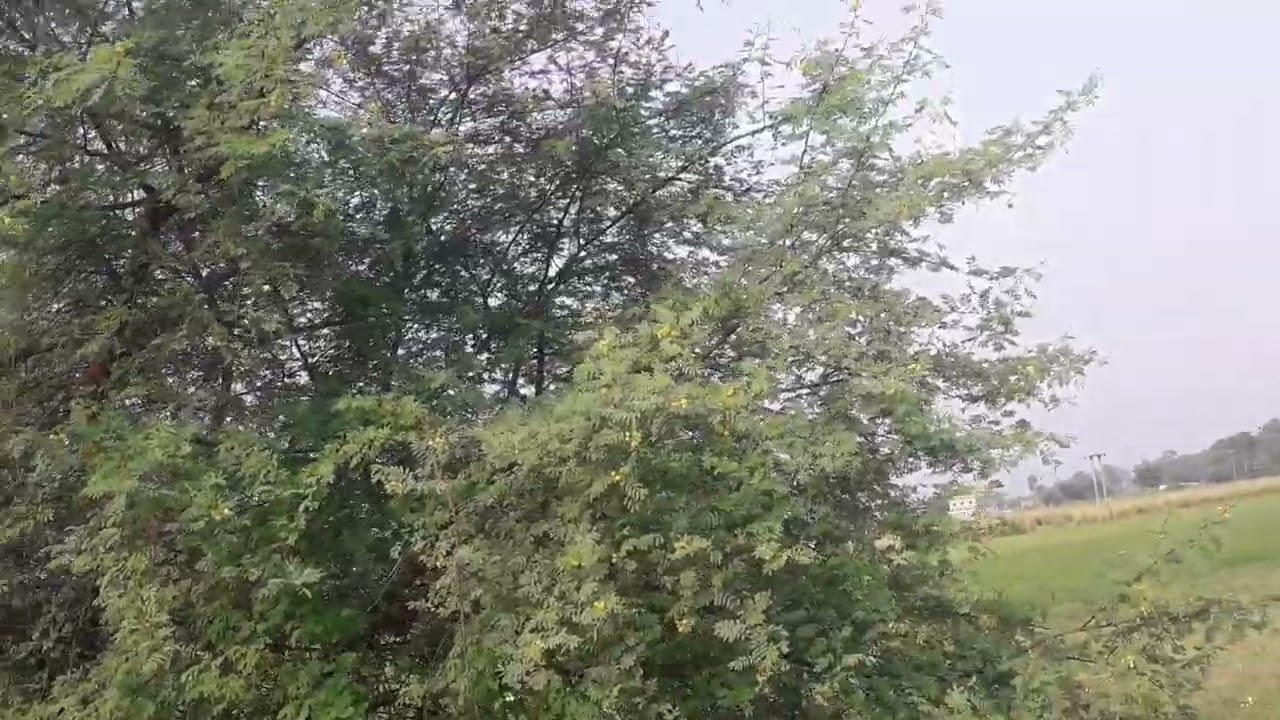 Acacia।, babul, Egyptian acacia, thorny acacia  gum arabic tree .