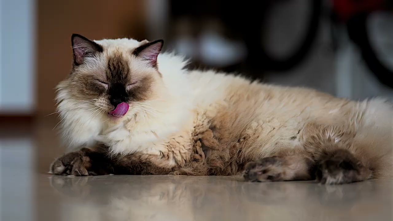 Panasonic Lumix S9 Titanium Edition w TTArtisan 75mm F2