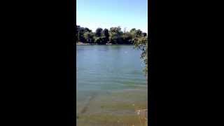 A seal at Discovery Park in the Sacramento River and American River, in Sacramento California
