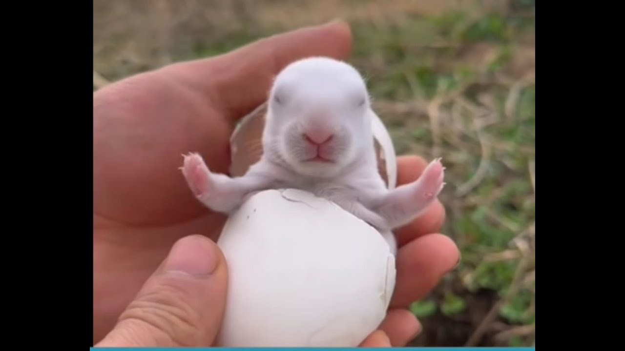 LUNES DE HUEVEO :V | Pasen a saludar ;V