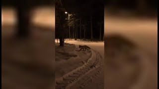 Лисы в городе. Жители Ханты-Мансийска встречают диких животных в парках города Лисы в городе. Жители Ханты-Мансийска встречают диких животных в парках города