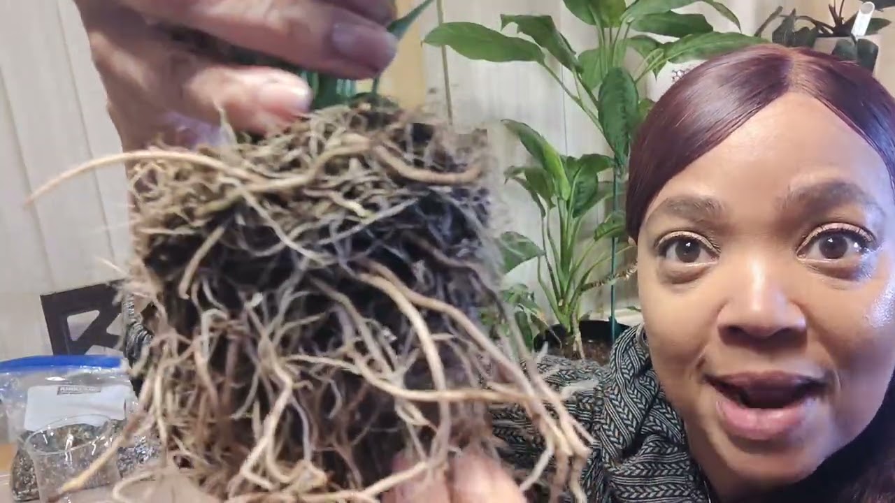 Lets plant peace in a beautiful way ❤️