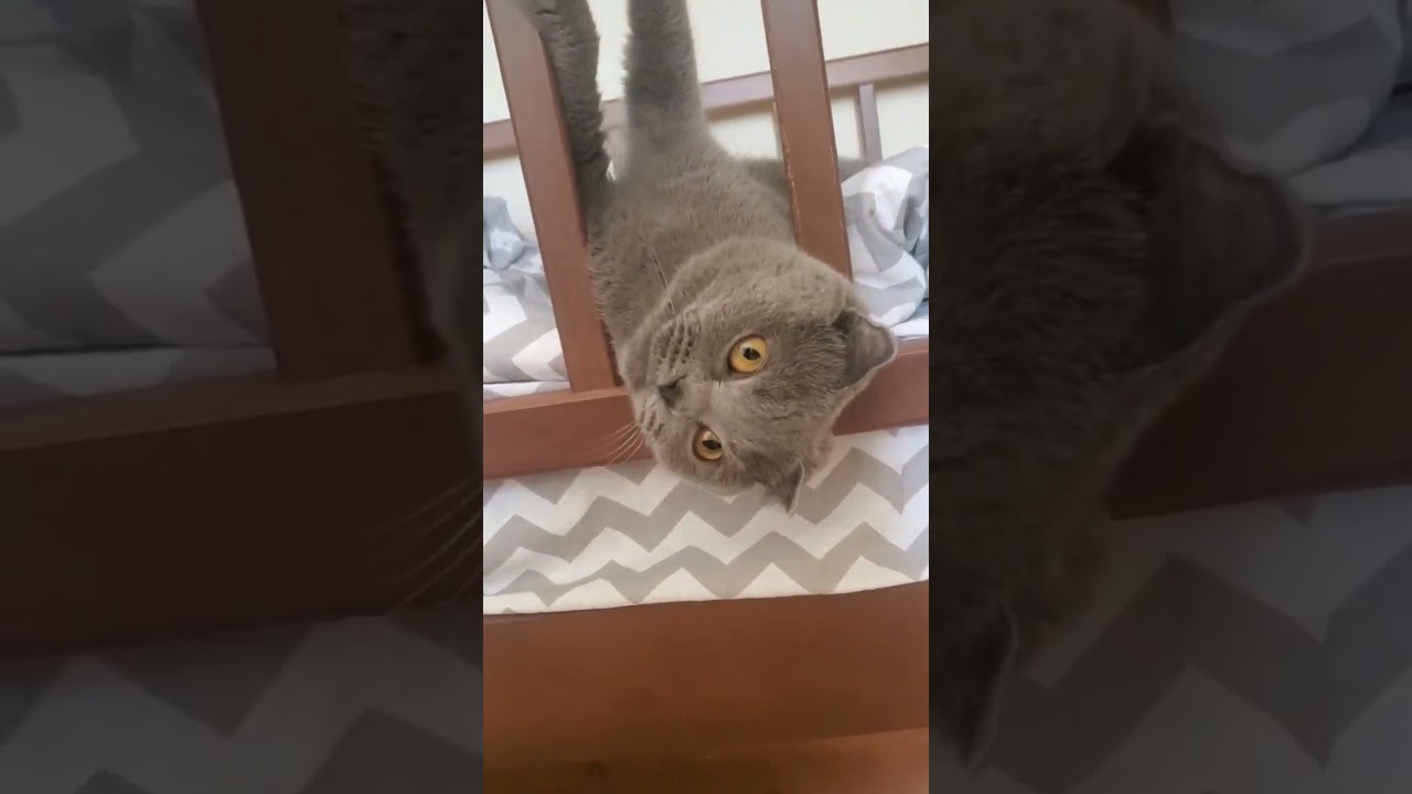 Моё кошачье счастье😺