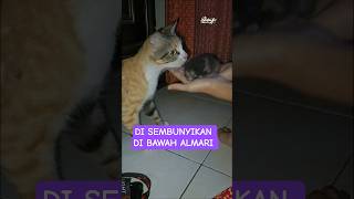 UCIL SEMBUNYIKAN ANAKNYA #kucing  #anakkucing #kucinglucu #kucingimut #anakkucinglucu #kitten