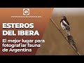 Esteros del Ibera, el lugar ideal para fotografiar fauna