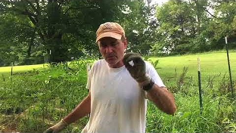 Cut Your Weeding Time In Half With This Chop And Drop And Back To Eden Gardening Method