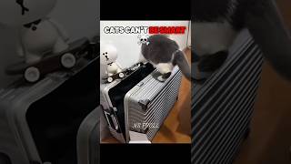 Cats can't be smart ☠️🗿🥶#cats #catvideos #edit