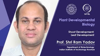 Shoot Development: Leaf Development