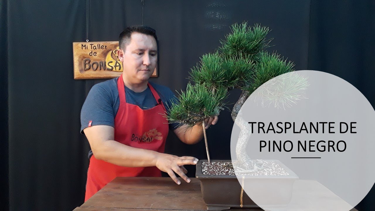 Trasplante de PINO NEGRO