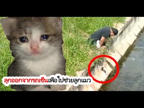 วีดีโอ: ลูกแมวตัวเล็กติดอยู่ในบูมลิฟ ได้รับการช่วยเหลือจากเจ้าหน้าที่กู้ภัยสัตว์