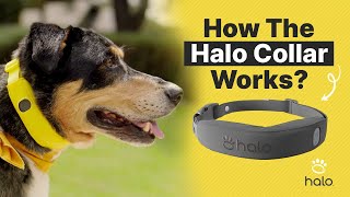 Revolutionize Your Dog's Safety with GPS Fencing Technology—Here's How It Works! screenshot 4