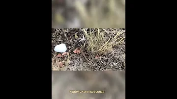 #Крым ...Крымская ящерица
