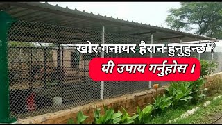 तपाईको कुखुराको खोर गनाउने गर्छ ? Kukhura palanma Khor Management यसरी गर्नुस | farm ko Ammonia