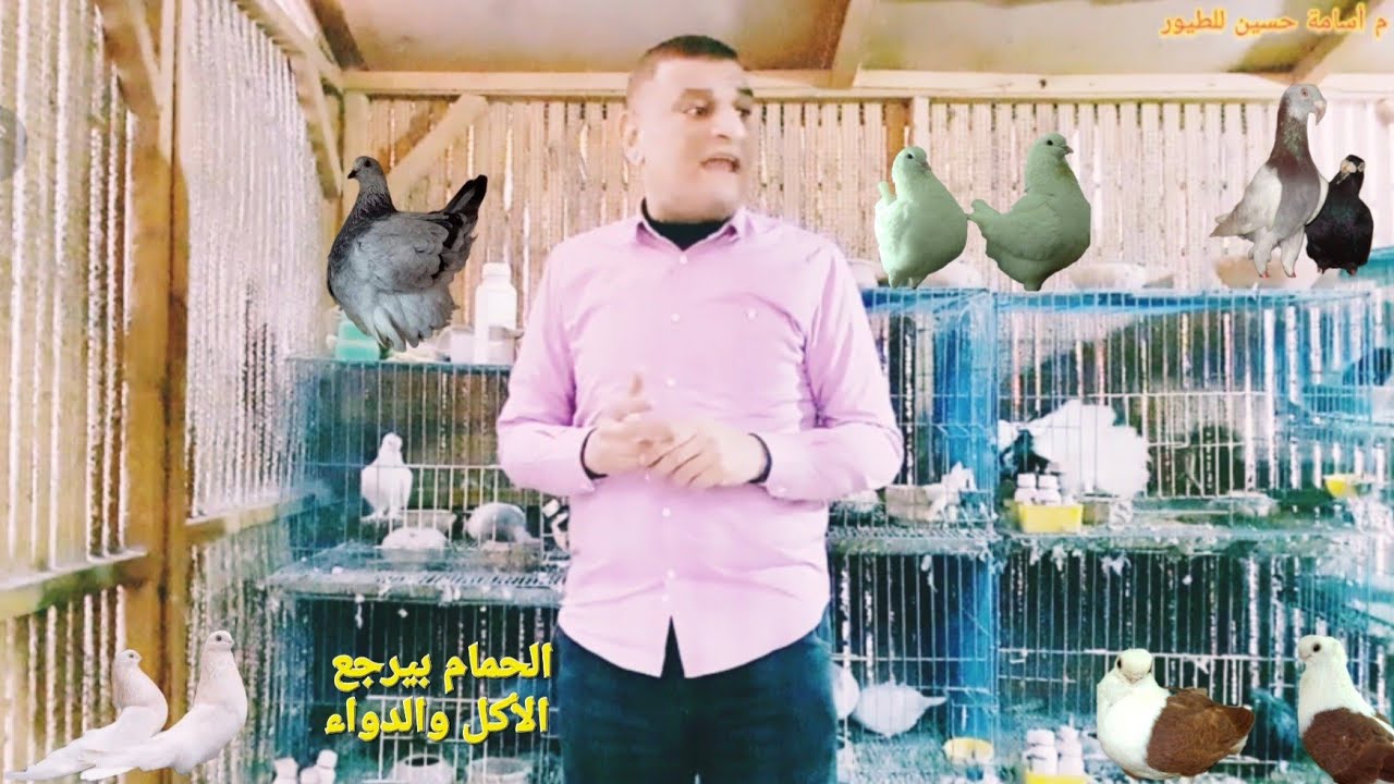 الحمام بيرجع الأكل وكمان العلاج ليه؟