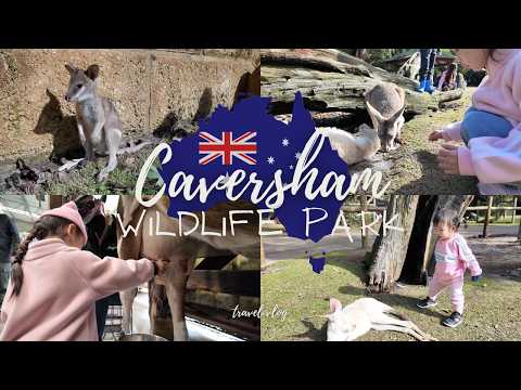 CAVERSHAM Wildlife Park Tour To Meet Australia’s Cute and Unique Animals | VLOG | 4K