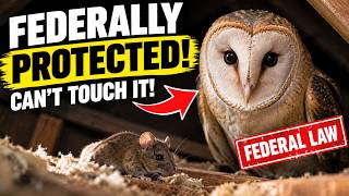 Details The One Backyard Creature Even Pest Control Won't Remove — Here's Why Update