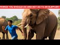 What You Should Do And Never Do When You See An Elephant