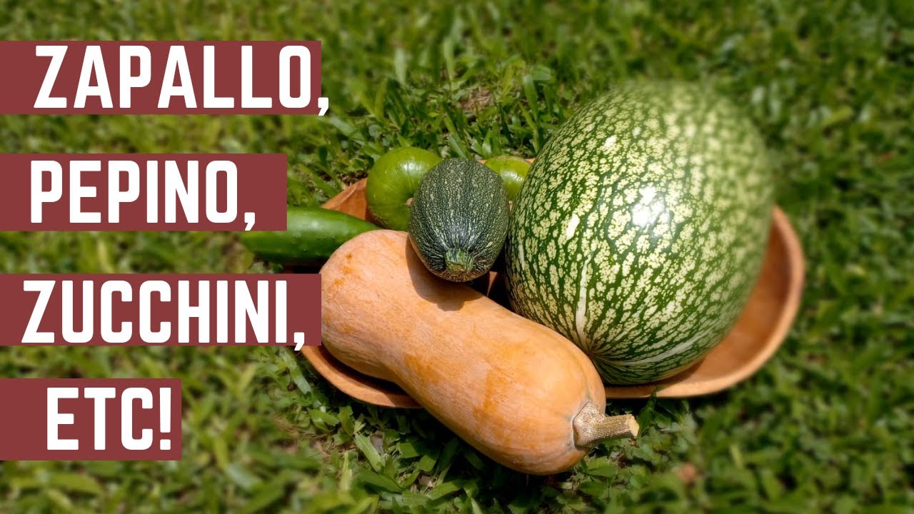 Por Que NO Polinizan las CUCURBITACEAS - Flores Masculinas y Femeninas de Zapallo, Zuchini y Pepino