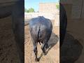 buffalo farming, buffalo talaab, buffalo sound, buffalo cartoon, buffalo mating, bhains wala cartoon