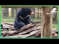 Rescued moon bear cub Mudkey, one year on