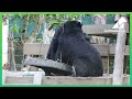 Rescued moon bear cub Mudkey, one year on