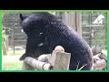 Rescued moon bear cub Mudkey, one year on