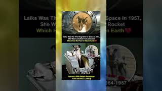 Laika Was The First Dog Sent To Space In 1957 Video Uploaded Date Timezone