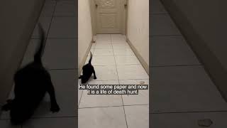 Happy Cat Kuro  #cat #cute #cute cat #shorts