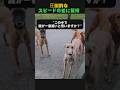 うちの犬足速いよって自慢された後にこれ見せたい。