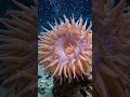 The Deep-Sea Trap That Closes Like a Venus Flytrap