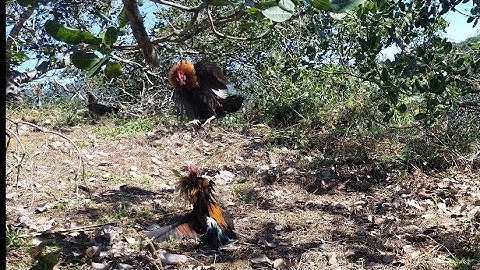 bẫy gà rừng rặc chấp nhận mất bổi chứ không cho đá