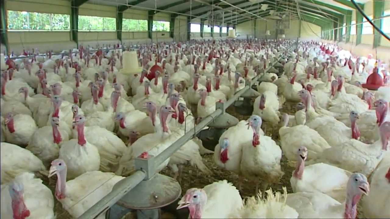 Putenfleisch aus Österreich / ORF - Land und Leute, vom 01.09.2007