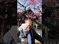 Hoa anh đào 2026 đã nở