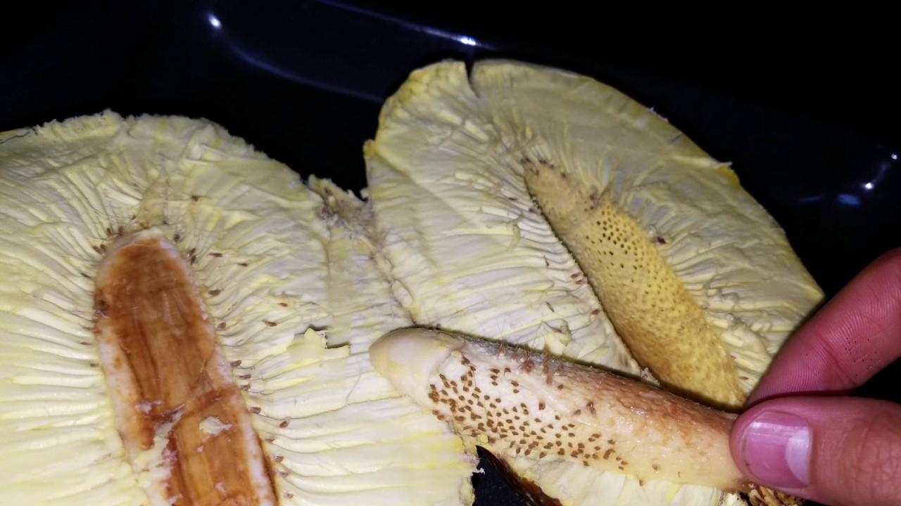Baked Breadfruit YouTube