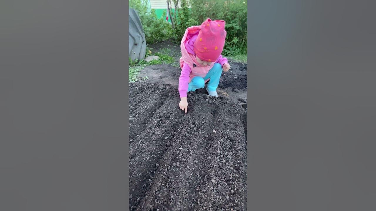 Сажаем свеклу - YouTube