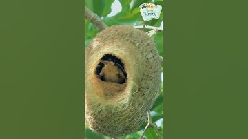 Inside the Weaver Bird