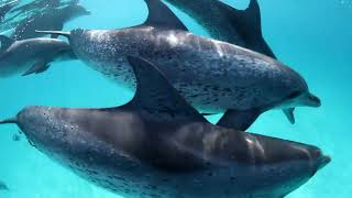 Dolphin bow riding and mixed Bottlenose Dolphin and Spotted Dolphin, Bimini, Bahamas