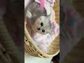 なにがそんなにかゆいのか🤣🩷 Cat Lounge🐾癒しの猫動画を毎日投稿中🩵#猫 #子猫 #cat #kitten #猫のいる暮らし #catoftheday