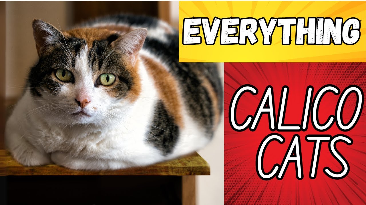 Calico Cat Facts