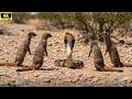 King Cobra Surrounded by a Pack of Weasels, and the Unexpected Outcome!