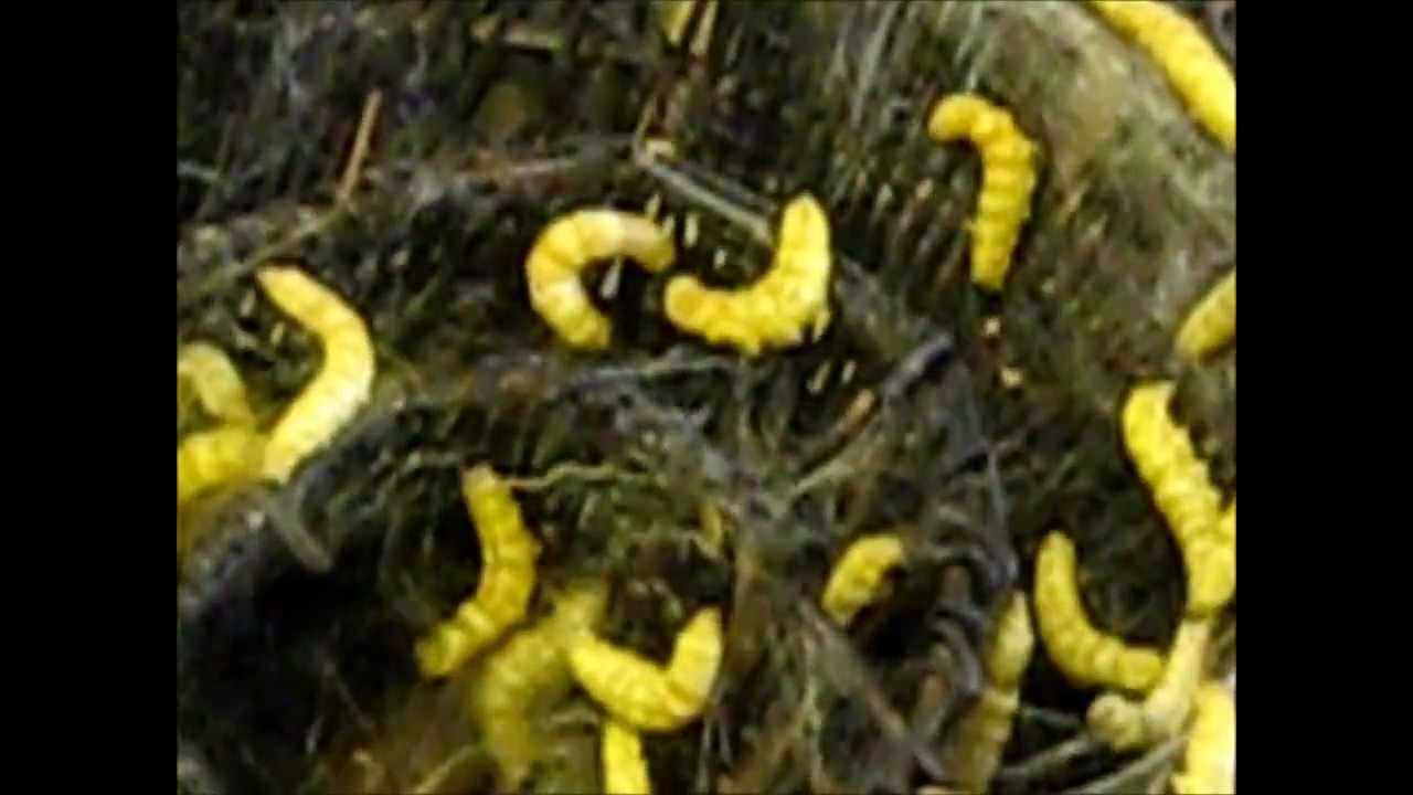 Silk farm in Cambodia. This is how silk is made. YouTube