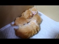 【マンチカン４兄妹】子猫もあくびをうつしあう！？ ~Yawns are contagious in cats.~