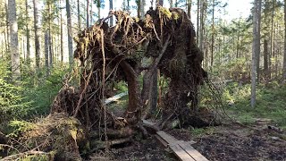 Весна в Вийтна, учебная тропа / Viitna õpperada / Viitna Nature Trail