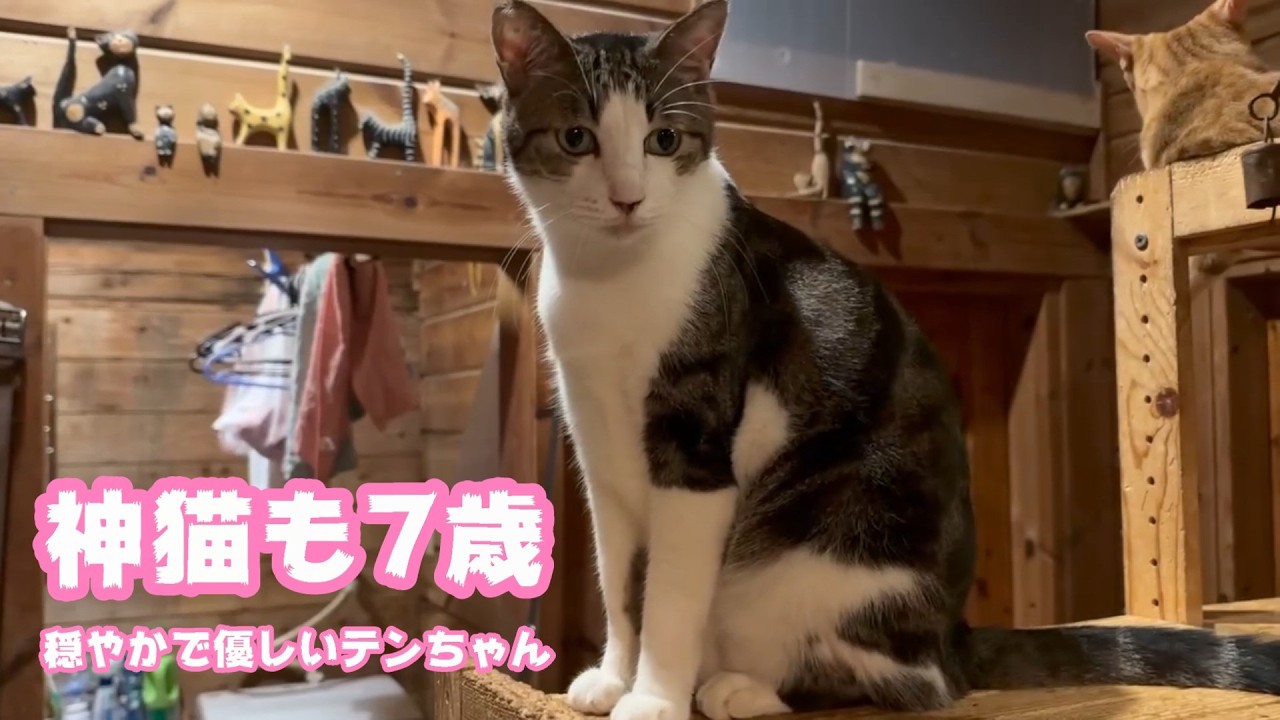 Ten-chan, the house's divine cat, turns 7! Click the recommended
