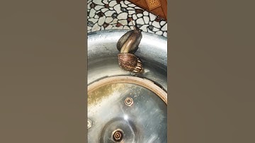 Giải cứu con ốc sên bị ngã xuống chậu nước #shortvideo #funny