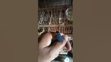 rambatan paha...eh salah rambatan paruh merah